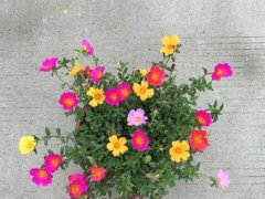 松葉牡丹單瓣種子